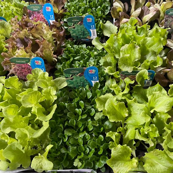 Plants Salade Mix