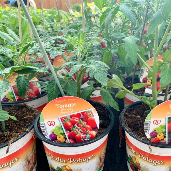 Plants Tomates Potager